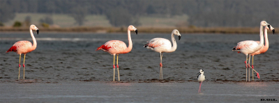 FLAMENCO AUSTRAL (Phoenicopterus chilensis) - Laguna Jose Ignacio-MALDONADO (Agosto 2011)